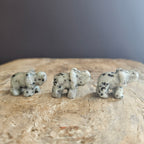 Kiwi Jasper | Mini Elephants