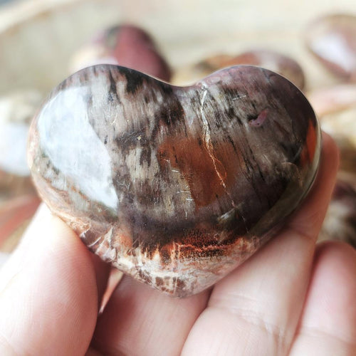 Medium Petrified Wood Hearts | Ancient Memory