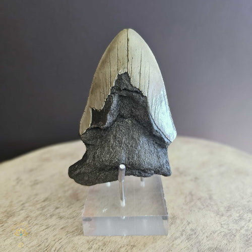 Megalodon Shark Tooth | Fossil 10cm