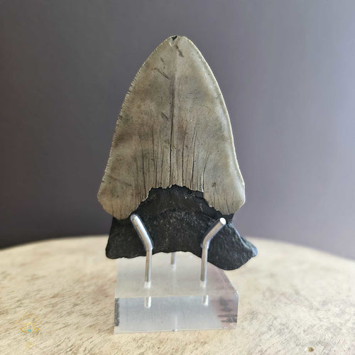 Megalodon Shark Tooth | Fossil 10cm