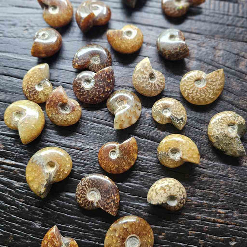 Mini Ammonites | Fossil