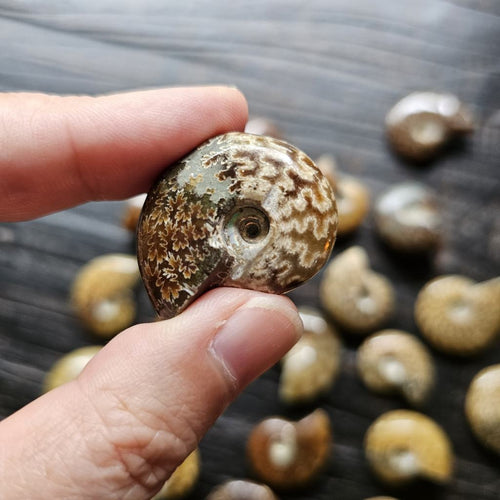 Mini Ammonites | Fossil