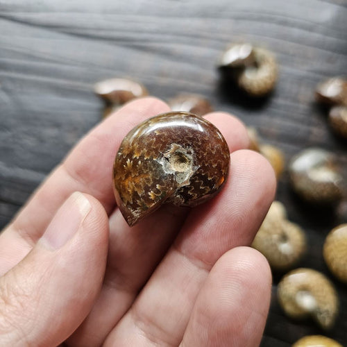 Mini Ammonites | Fossil