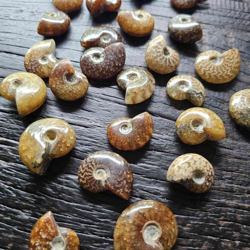 Mini Ammonites | Fossil