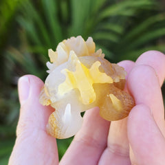 Natural Carnelian Dragon Turtle | Hand Carved Longgui