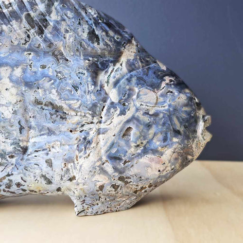 Ocean Jasper Fish | The Deepcurrent Guide