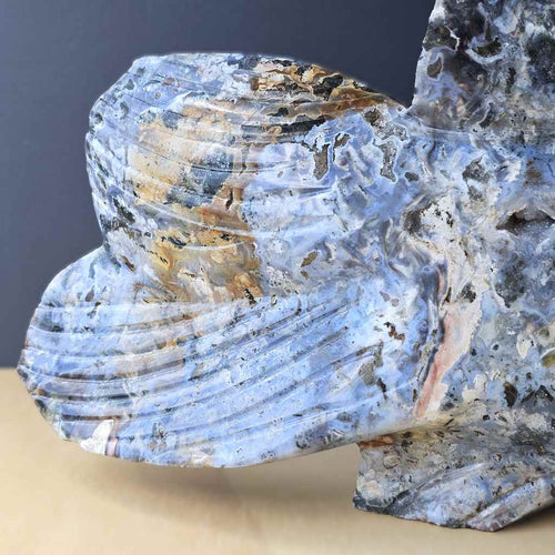 Ocean Jasper Fish | The Deepcurrent Guide