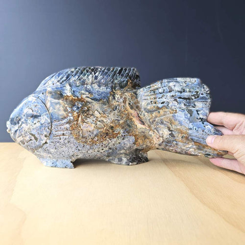 Ocean Jasper Fish | The Deepcurrent Guide