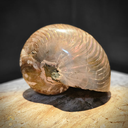 Opalised Ammonite | Nautilus Fossil 1.36kgs