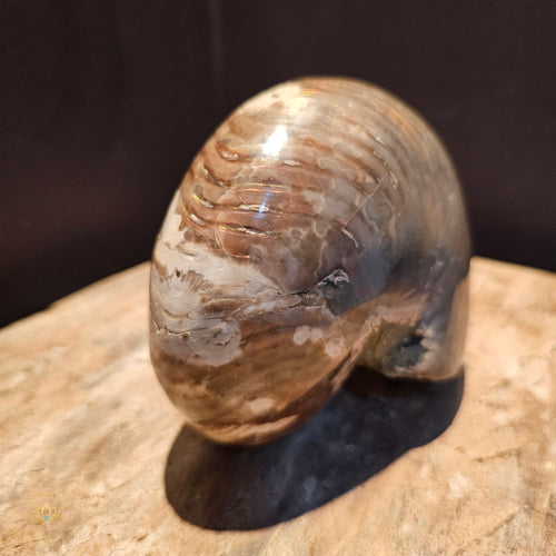 Opalised Ammonite | Nautilus Fossil 1.36kgs