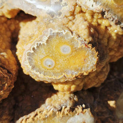 Orbicular Agate with Orange Druzy Chalcedony | Specimen