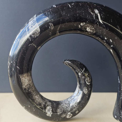 Orthoceras Fossil Carving | Ancient Signal