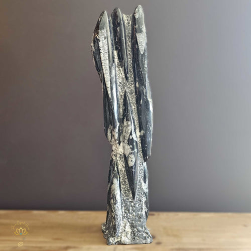 Orthoceras Fossil Sculpture 6.5kgs