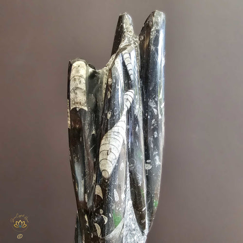 Orthoceras Fossil Sculpture 6kgs