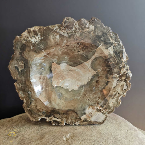 Petrified Wood | Bowl 2.28kgs