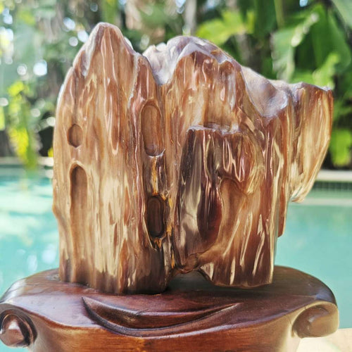 Petrified Wood Specimen | Custom Stand 1.6kg
