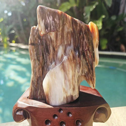 Petrified Wood Specimen | Custom Stand 2kg
