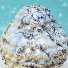 Picture Jasper Buddha Head | 10kg