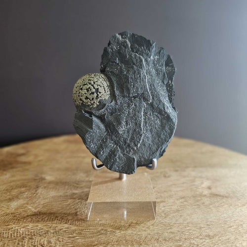 Pyrite Concretion Ball on Shale Matrix | Specimen 317gms