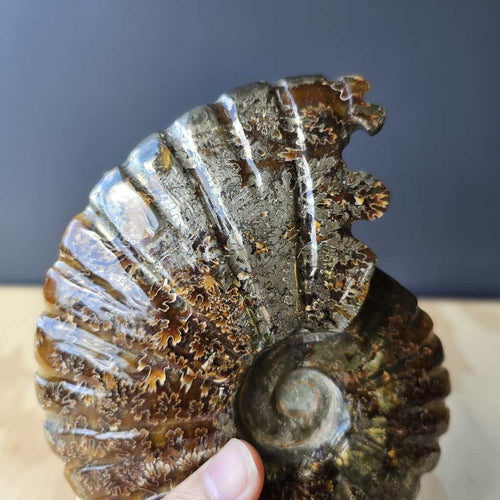 Pyritised Ammonite Fossil | Ancient Prosperity