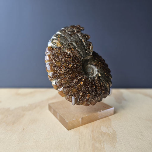 Pyritised Ammonite Fossil | Ancient Prosperity