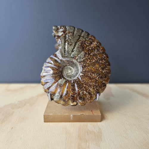 Pyritised Ammonite Fossil | Ancient Prosperity