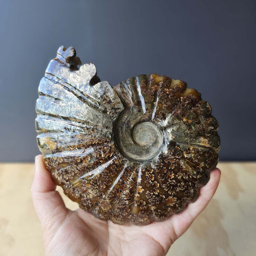 Pyritised Ammonite Fossil | Ancient Prosperity