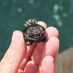 Rainbow Sunstone & Black Moonstone Dragon Turtle | Rainbow Longgui