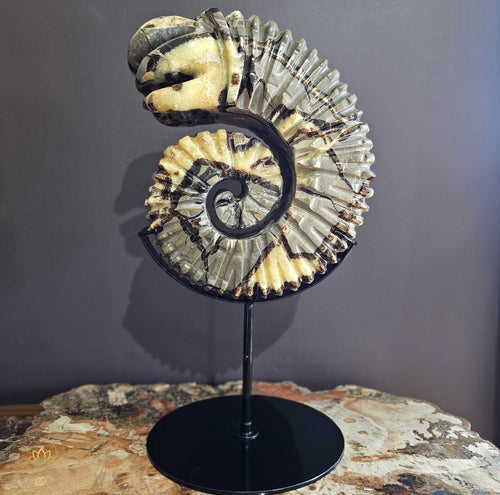 Septarian | Ammonite Carving 9.5kgs