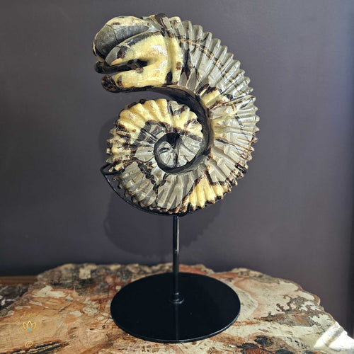 Septarian | Ammonite Carving 9.5kgs