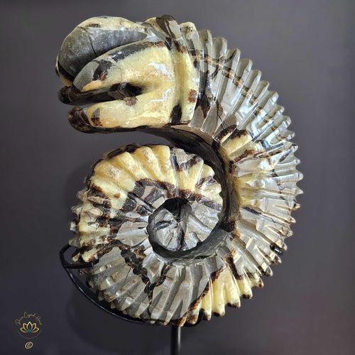 Septarian | Ammonite Carving 9.5kgs