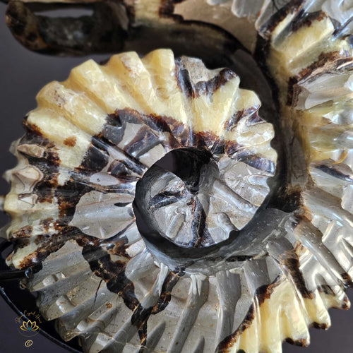 Septarian | Ammonite Carving 9.5kgs