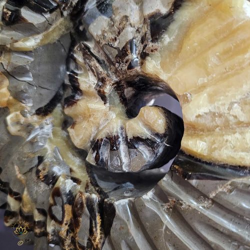 Septarian | Ammonite Carving 9.5kgs