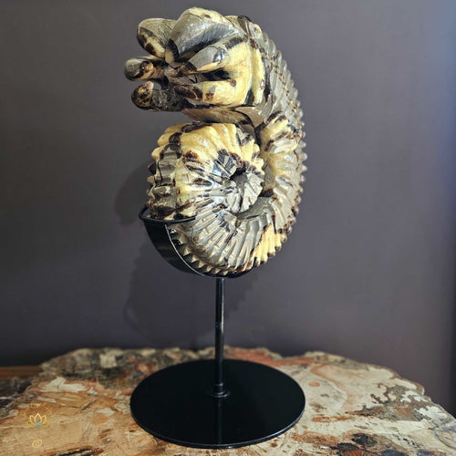 Septarian | Ammonite Carving 9.5kgs