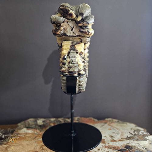 Septarian | Ammonite Carving 9.5kgs