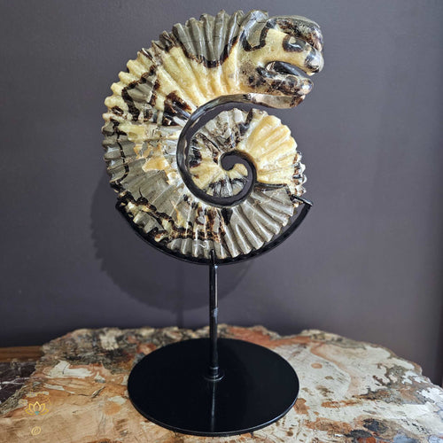 Septarian | Ammonite Carving 9.5kgs