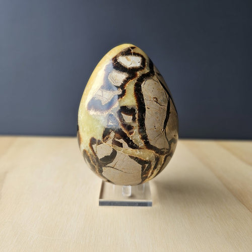 Septarian | Egg 1.55kgs