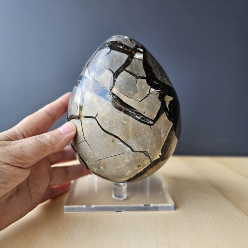 Septarian | Egg 2.464kgs