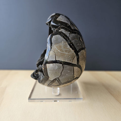 Septarian | Egg 2.464kgs