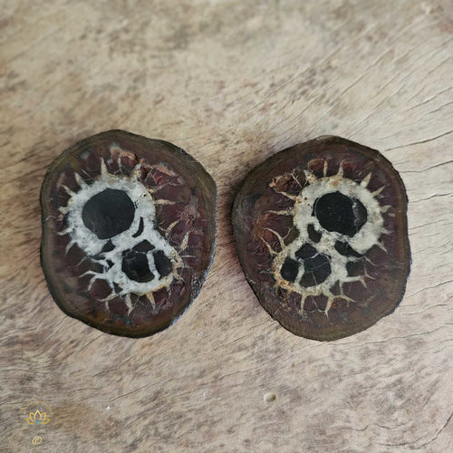 Septarian | Nodule 157gms