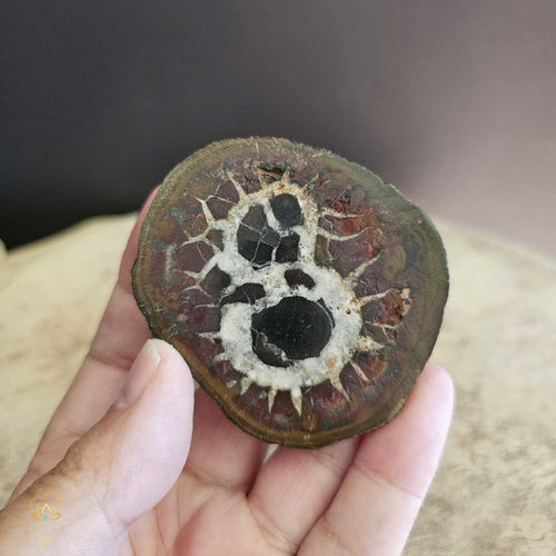 Septarian | Nodule 157gms