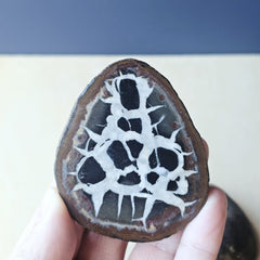 Septarian | Nodule 207gms