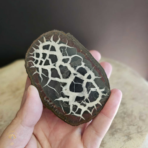 Septarian | Nodule 260gms