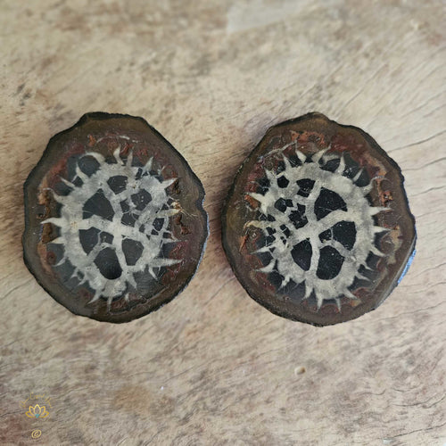 Septarian | Nodule 262gms