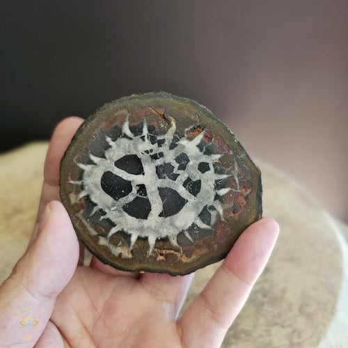 Septarian | Nodule 262gms