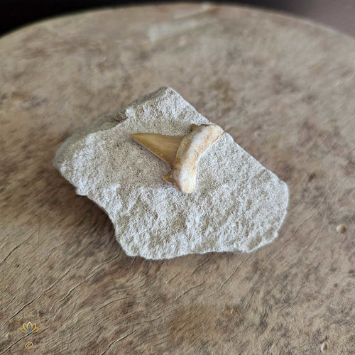 Shark Tooth On Limestone | Fossil 109gms