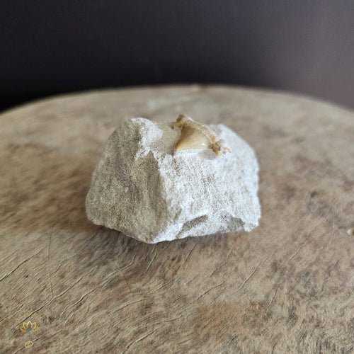 Shark Tooth On Limestone | Fossil 109gms