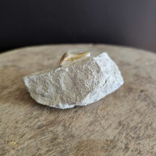 Shark Tooth On Limestone | Fossil 109gms