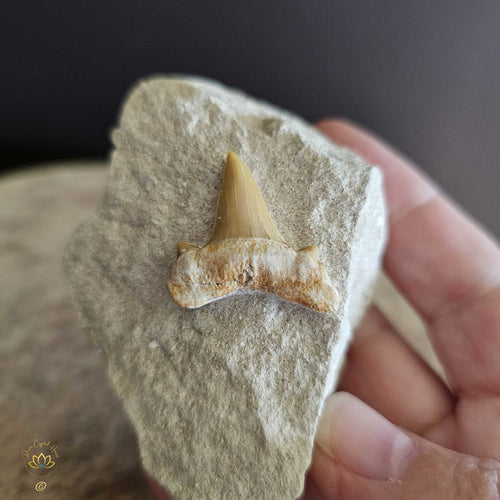 Shark Tooth On Limestone | Fossil 109gms