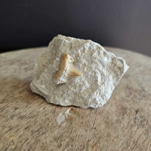 Shark Tooth On Limestone | Fossil 130gms